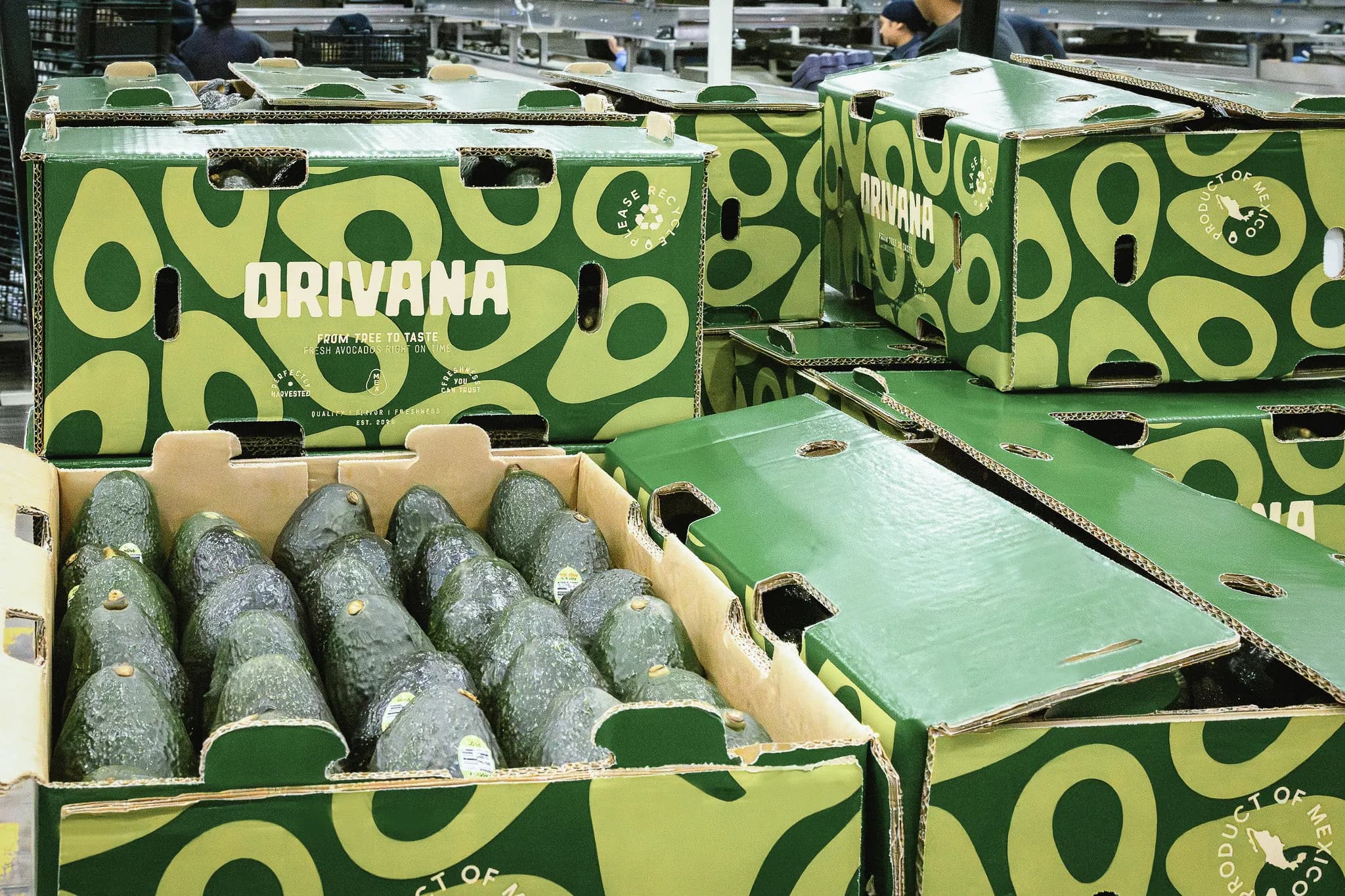 Cajas de aguacate ORIVANA en la empacadora, una de ellas abierta con la fruta a la vista