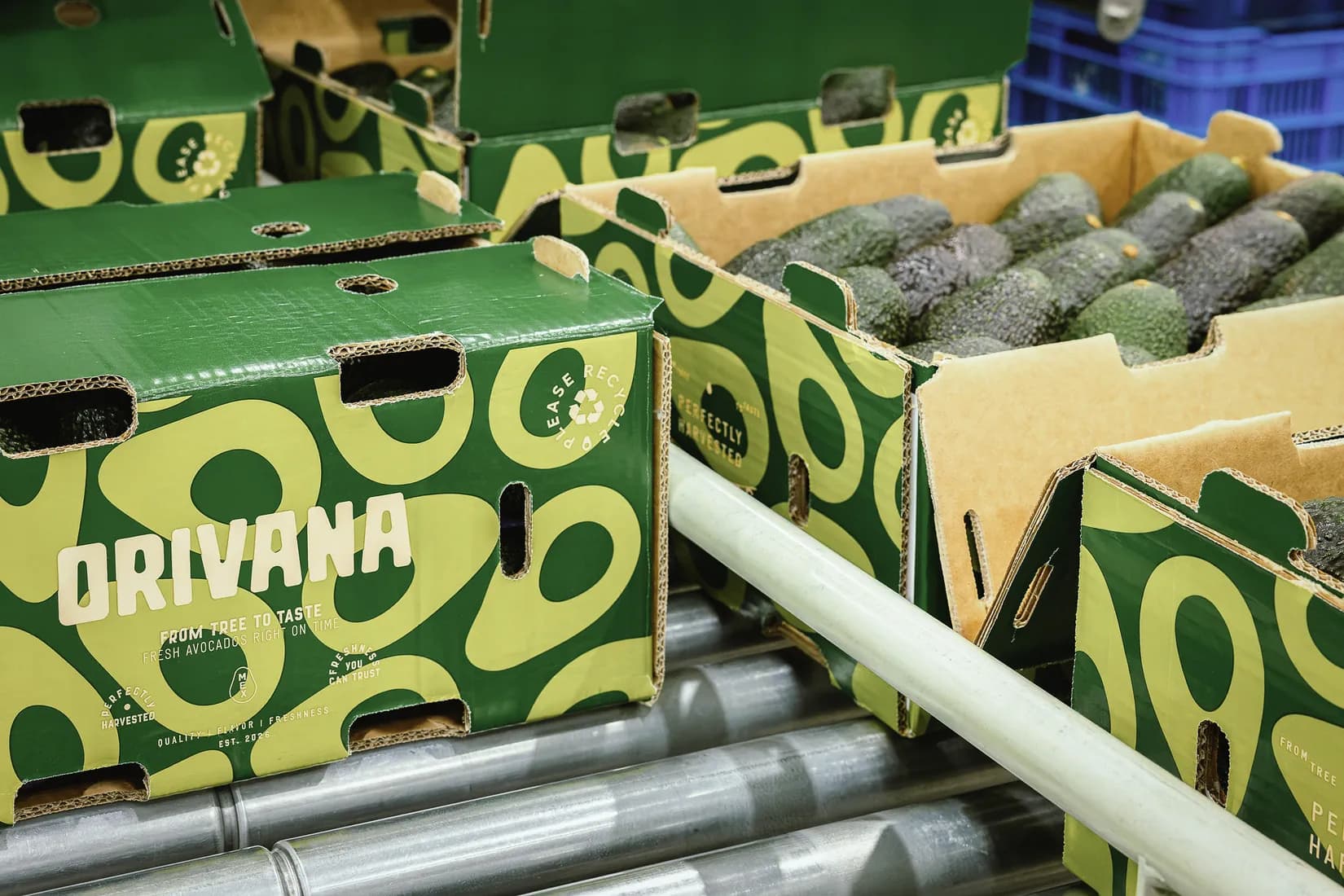 Cajas de aguacate ORIVANA avanzando por la banda de la empacadora
